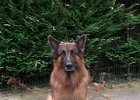boyka-raf 3-9-2016 005